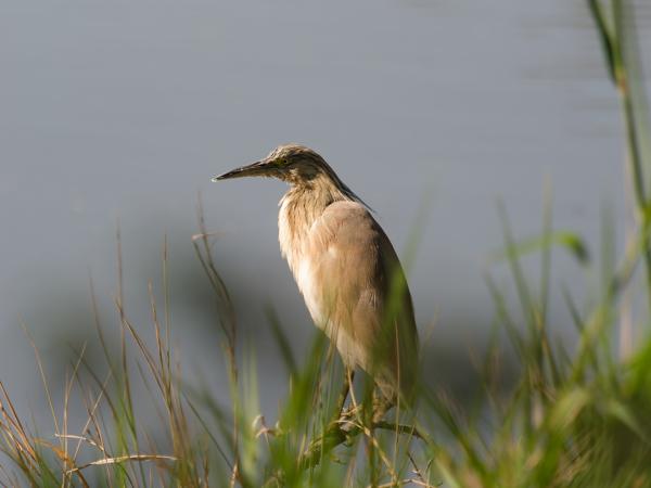Squacco heron (Ardeola ralloides)